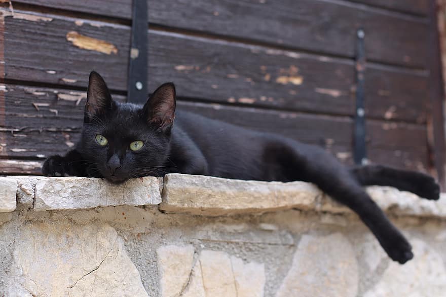 kočka, domácí zvíře, zvíře, Černá kočka, Kočkovitý, domácí, savec, roztomilý, domácí mazlíčci, domácí kočka, hledá