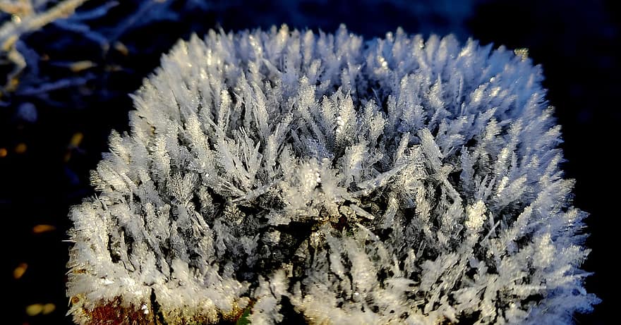 vinter-, iskristaller, frost, närbild, växt, bakgrunder, blad, skog, säsong, träd, makro