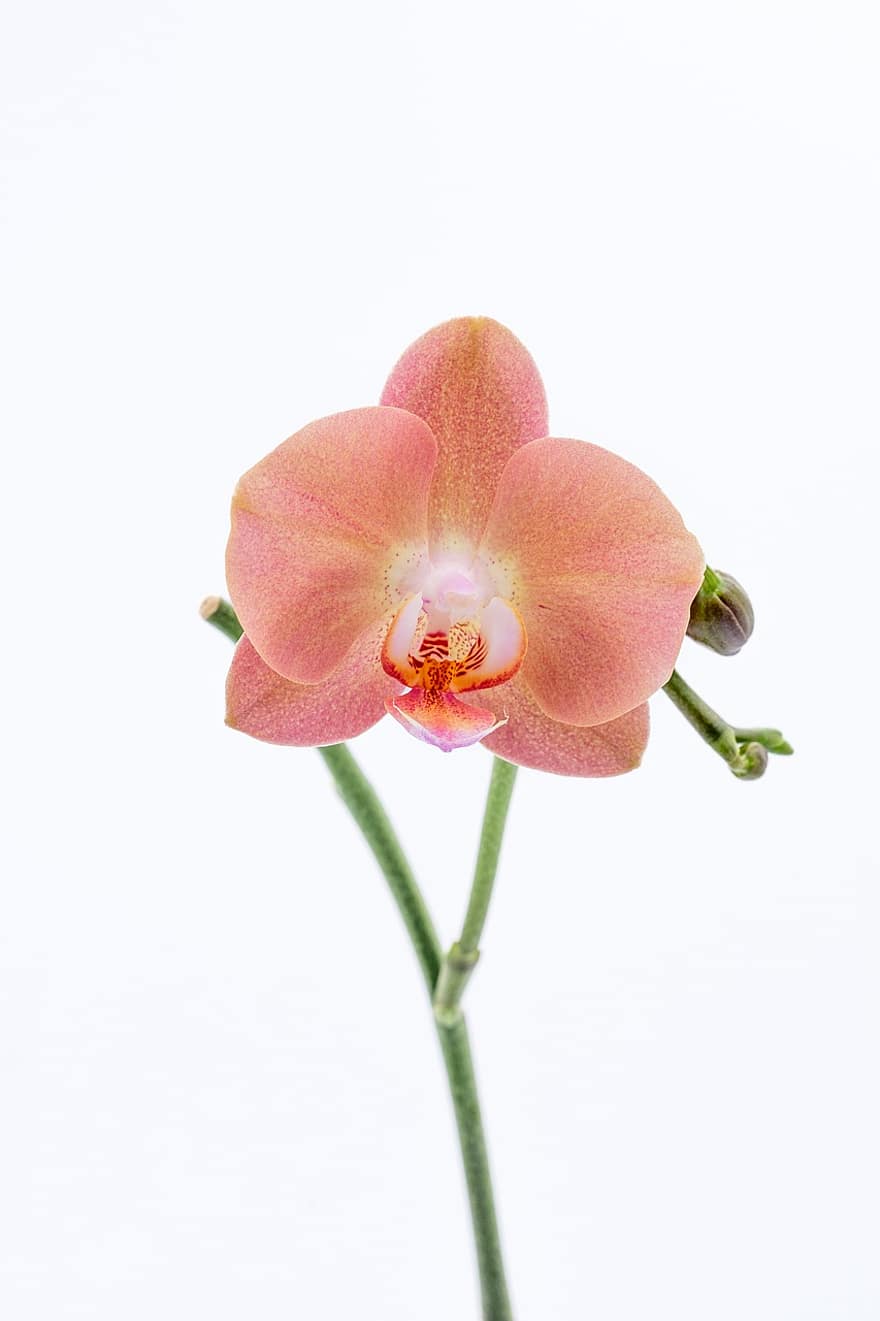 flor, orquídea, floración, Phalaenopsis, separar, crecimiento, pétalos, planta, de cerca, pétalo, cabeza de flor