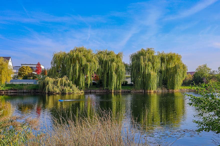 Lake, Nature, Trees, Willow, Water, Reflection, Park, Urban, City, Town, Speyer