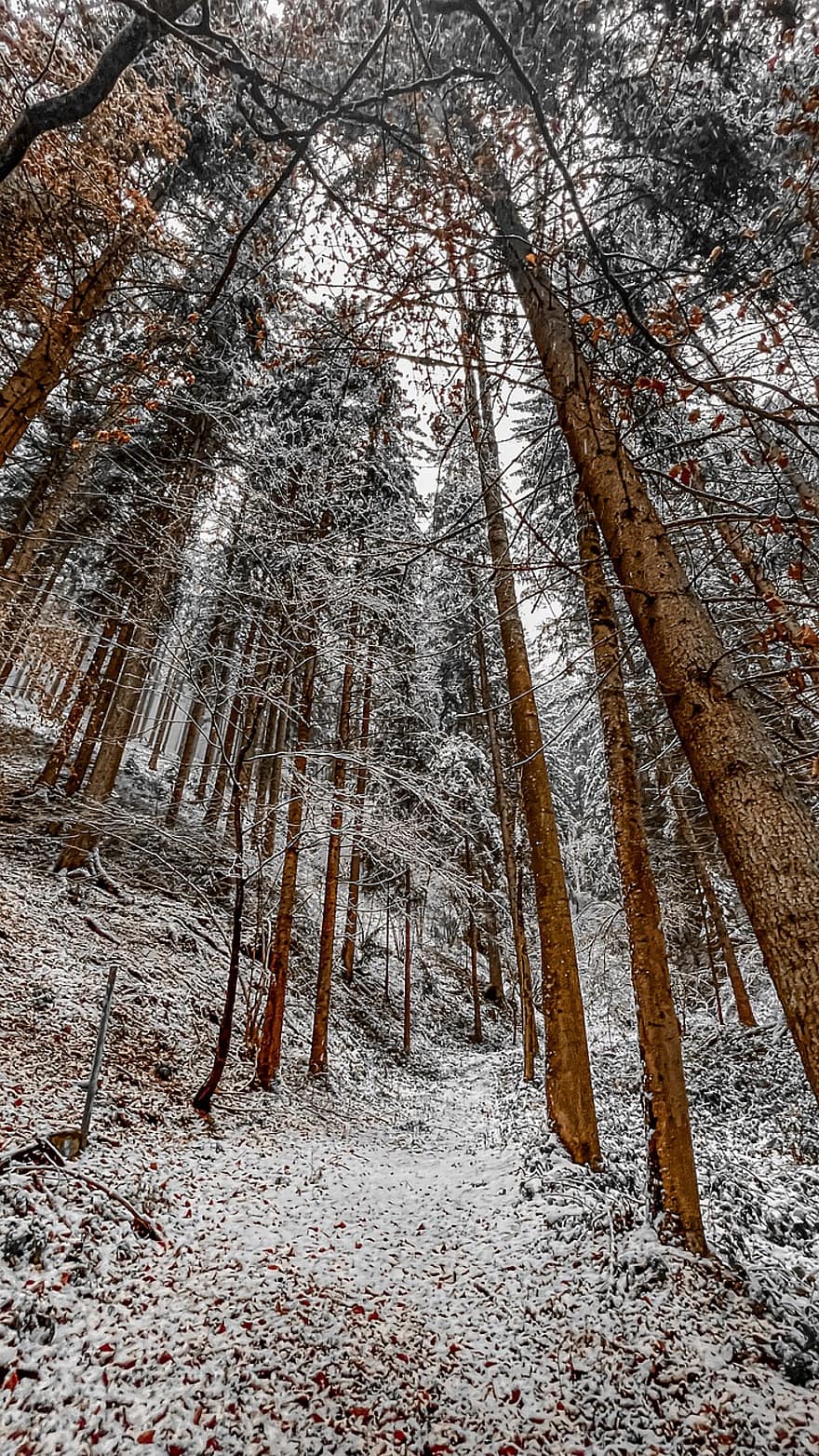 hiver, la nature, forêt, neige, des arbres, en plein air, les bois, arbre, saison, l'automne, paysage