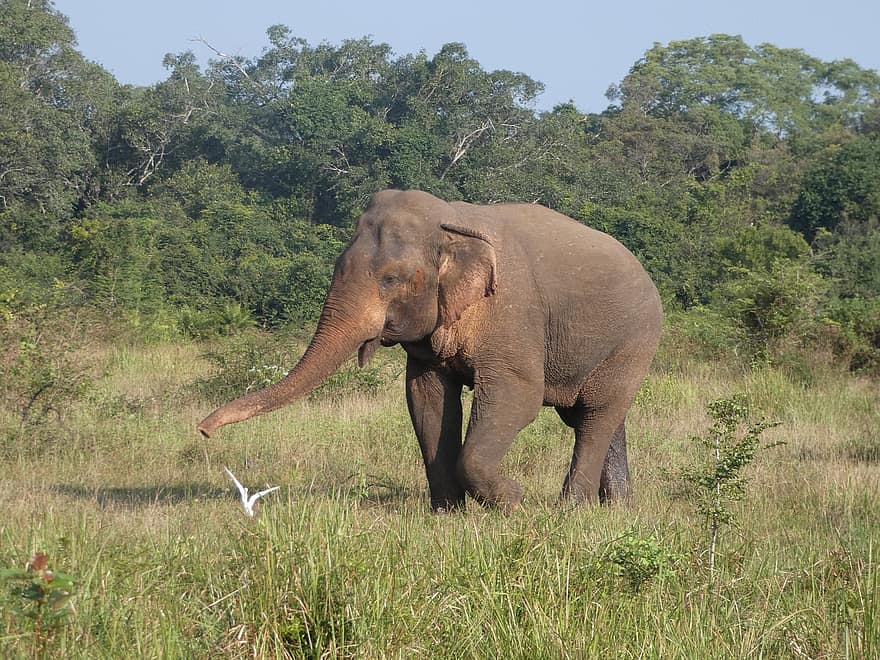 elefant, sri lanka, skog, Mahiyanganaya Safari, natur, dyr i naturen, safari dyr, tropisk regnskog, utrydningstruede arter, stor, dyre koffert