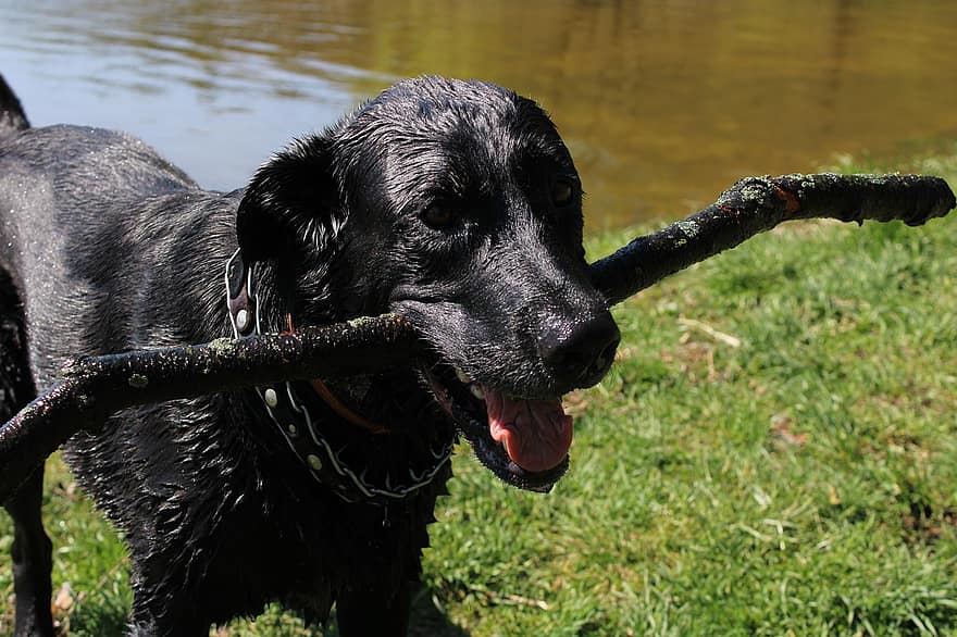 hund, labrador retriever, hente, flod, kæledyr