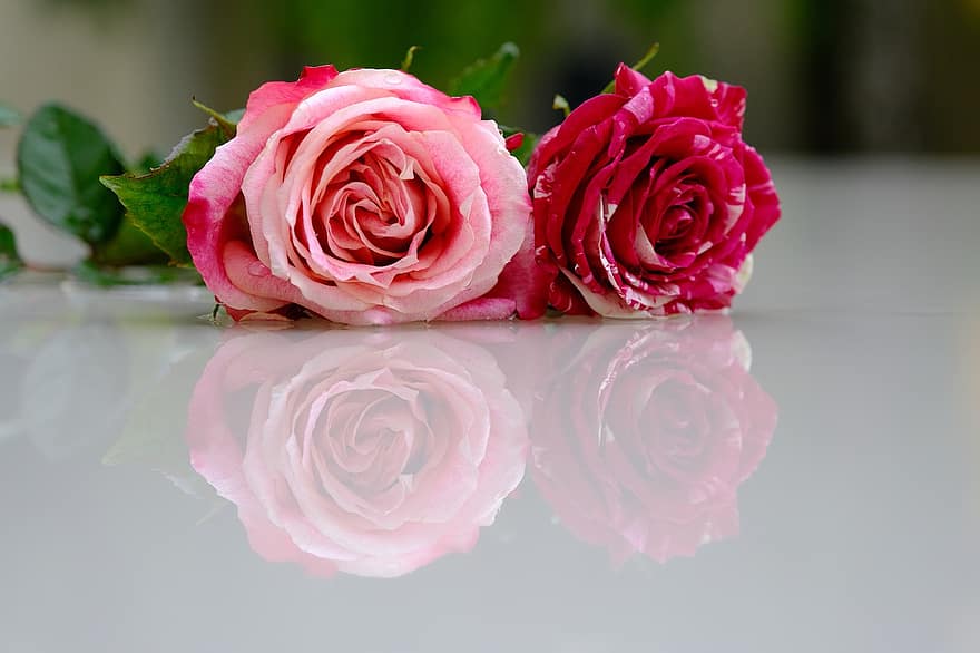 bunga, mawar, kelopak, cinta, keindahan, berwarna merah muda, romantis