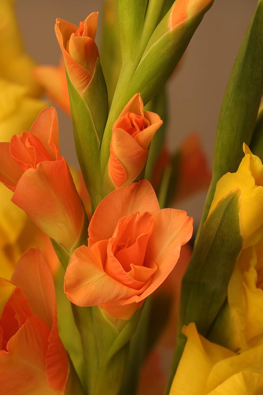 Flowers, Flower, Gladiolus, Success, Bulb Flowers, Cut Flowers, Nature, Yellow, Orange, Four Days, Flora