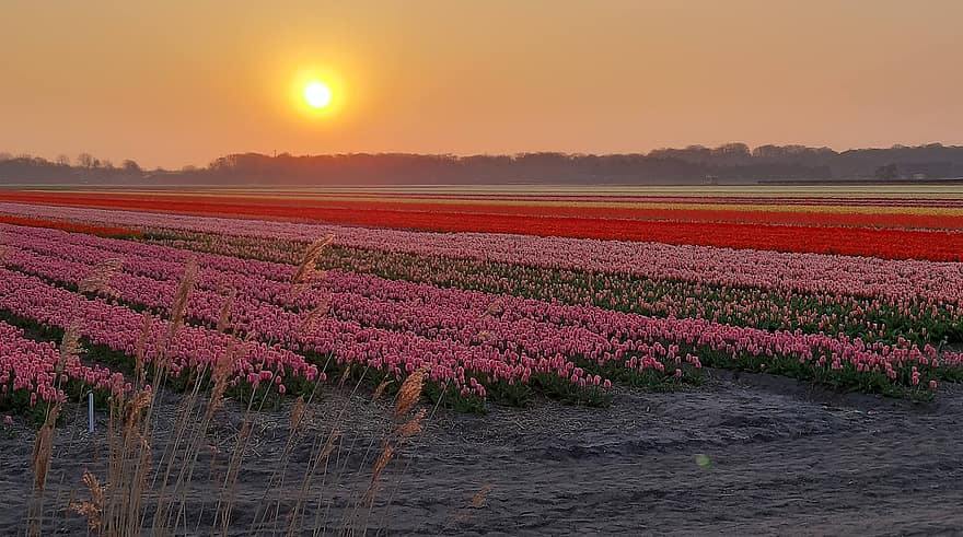 campo di tulipani, tulipani, fiori, tramonto, crepuscolo, sole della sera, natura, giardino