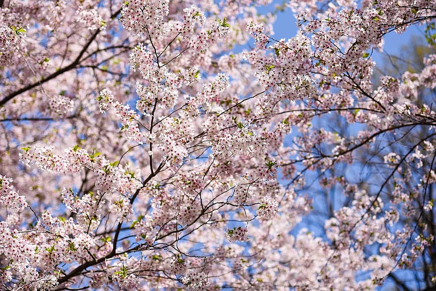třešňové květy, Korea, jaro, duben, strom, květ