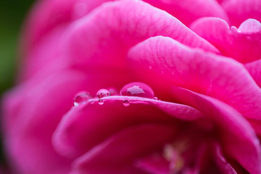 kamélie, růžová kamélie, růžový květ, květ, rostlina, okvětní lístky, okrasné rostliny, vlhký, mokré, rosa, kapky
