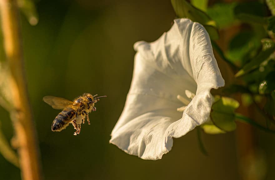 pszczoła, owad, pluskwa, skrzydełka, pyłek, nektar, Natura, kwiat, roślina, dziki kwiat, ogród