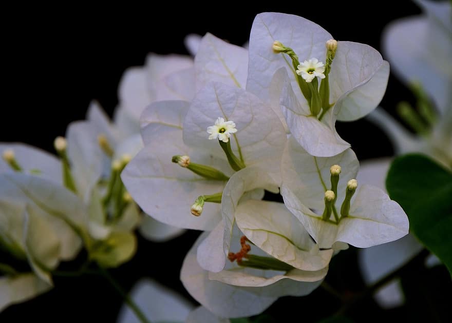 buganvilla, las flores, Flores blancas, pétalos, pétalos blancos, floración, flor, flora, planta, naturaleza