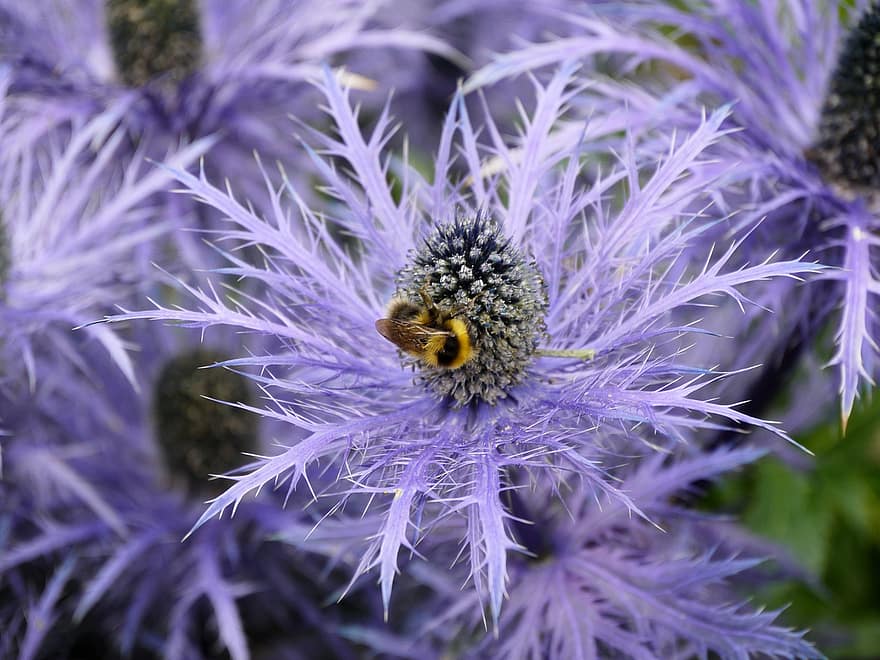 lebah, thistle, penyerbukan, bunga ungu, serangga, merapatkan, makro, bunga, menanam, ungu, musim panas