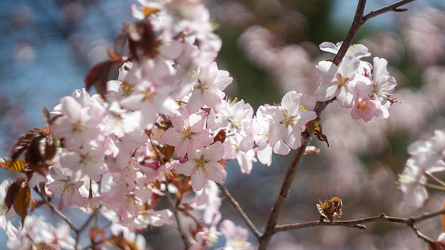 fiori di ciliegio, fiori rosa, rami, fiori, albero, fiorire, fioritura, sakura, flora, albero di sakura, primavera