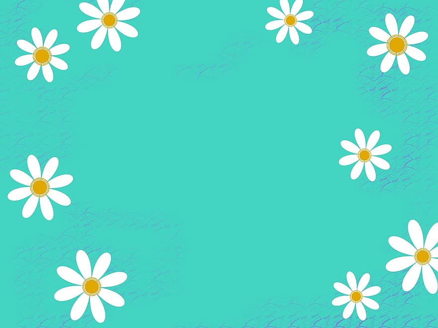 белый, чирок, оранжевый, фон, маргаритка, цветок, пространство, на открытом воздухе, хиппи, 60-е годы, зеленый
