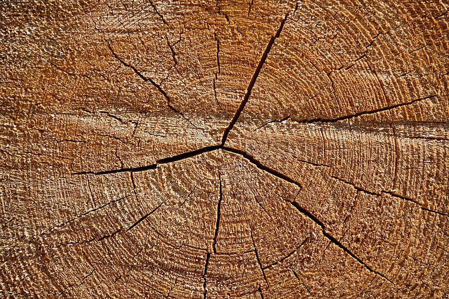 dřevo, řezané, kmen, měkké dřevo, struktura, Pozadí, hrubý řez