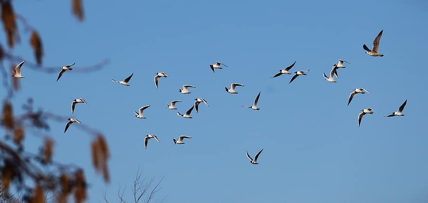 aves, cielo, bandada, naturaleza, animales, volador, animales en la naturaleza, azul, pluma, pico, ala animal
