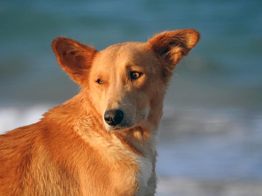 hond, huisdier, strand, zee, dier, schattig, puppy, hoektand, herder, collie, retriever