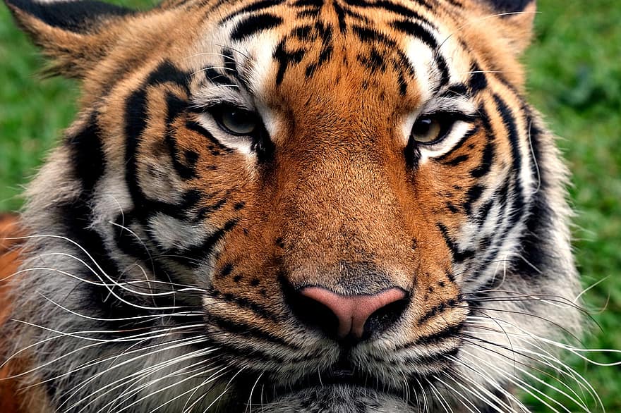 Tigre de bengala, tigre, cabeça, animal, animais selvagens, animal selvagem, mamífero, face, animais em estado selvagem, gato não domesticado, felino