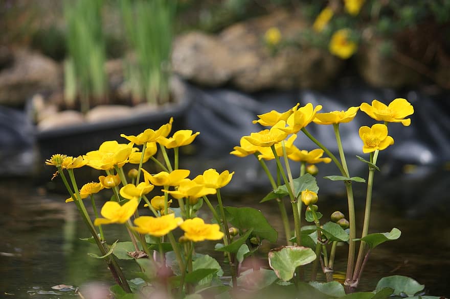 болотный календулы, цветы, завод, Caltha Palustris, желтые цветы, лепестки, цветение, Флора, весна, природа, пруд