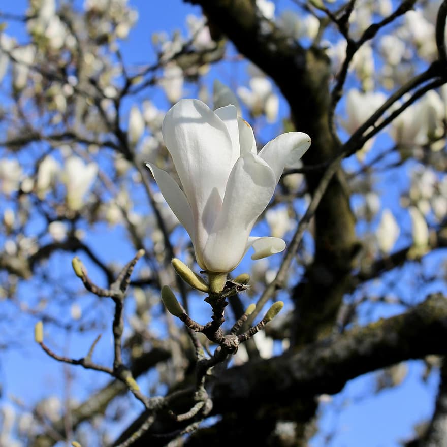 magnolia chinois, magnolia, fleurs blanches, printemps, fleurs, la nature, paysage