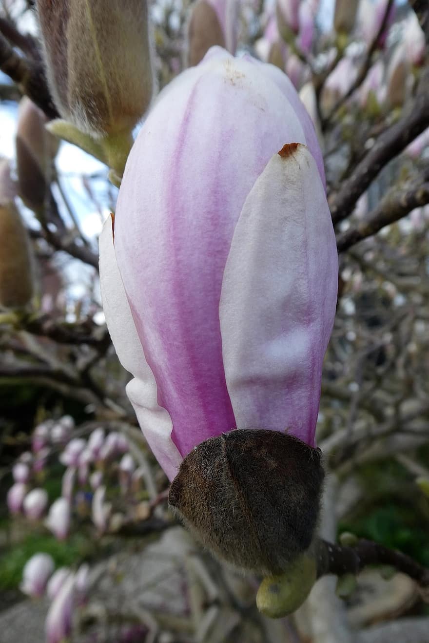 flor, magnolia, nudo, pétalos, primavera, flora, de cerca, planta, hoja, cabeza de flor, pétalo
