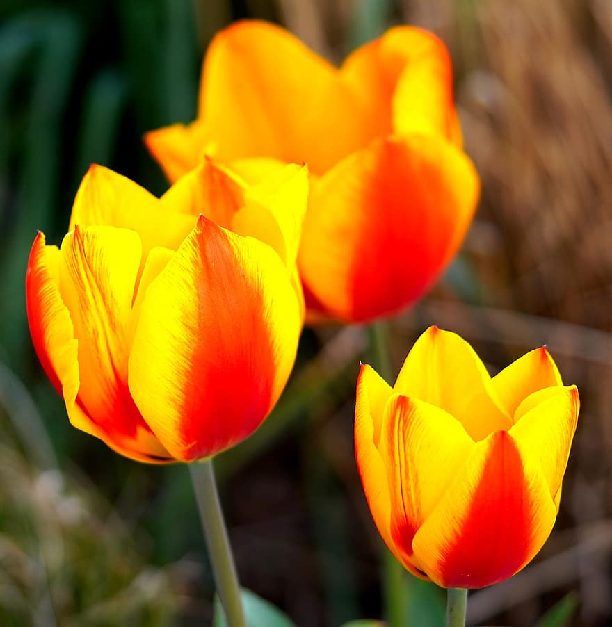 tulipány, květiny, rostlin, okvětní lístky, květ, flóra, jaro, Příroda, žlutá, tulipán, rostlina