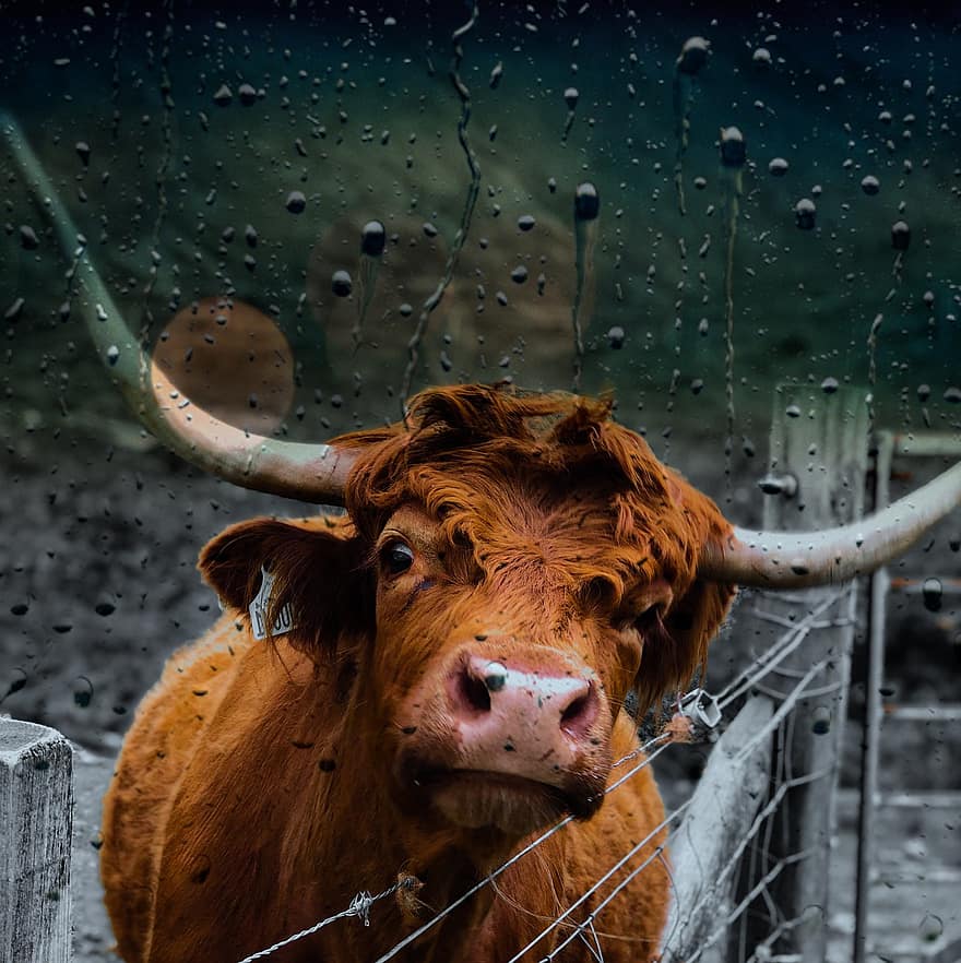 vaca, chifres, cerca, longhorn, Highland, animal, pecuária, pele, mamífero, Fazenda, pasto