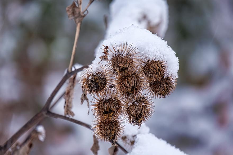 növények, szárított, hó, jég, fagy, cserjés, télies, hideg, természet, fagyott, téli