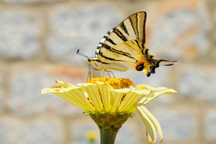 Schmetterling, Blume, Natur, Gelb, seltener Schwalbenschwanz, Insekt, Zinnie, Nahansicht, Sommer-, Makro, mehrfarbig