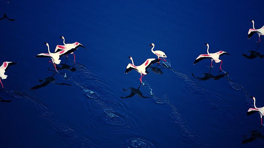 flamingi, ptaki, Zwierząt, ptaki brodzące, ptaki wodne, dzikiej przyrody, upierzenie, niebieski, tła, ilustracja, latający