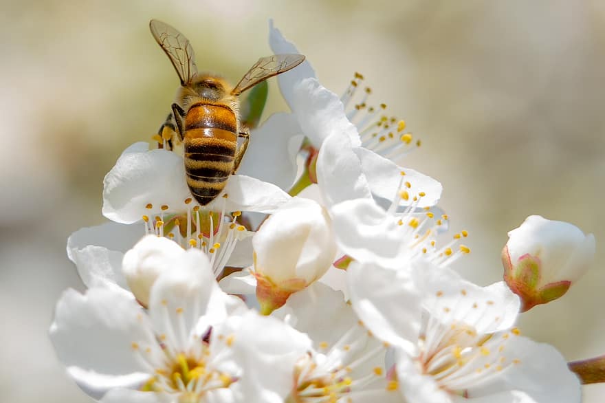 Biene, Blumen, Blütenblätter, Pollen, Bestäubung, Insekt, Fehler
