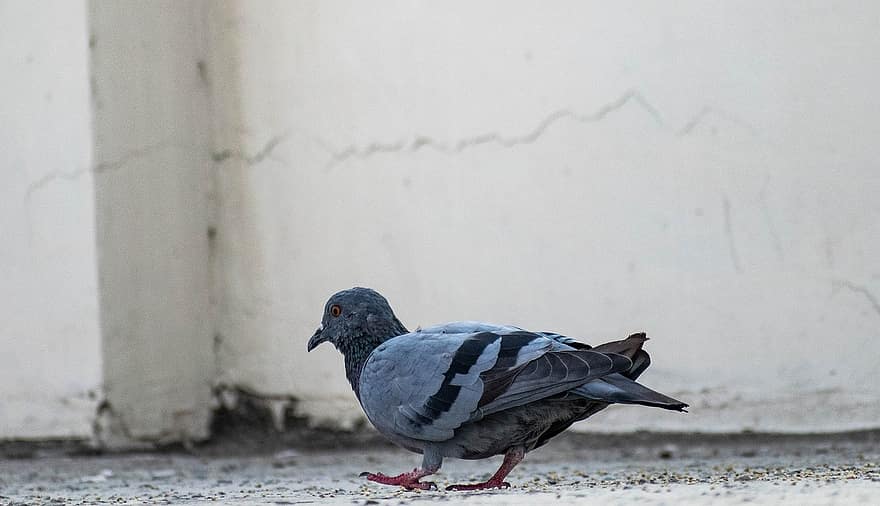 Pigeon, Bird, Dove, Animal, Feather, Wings, Nature, Feathers, Pigeons, Wildlife, Peace