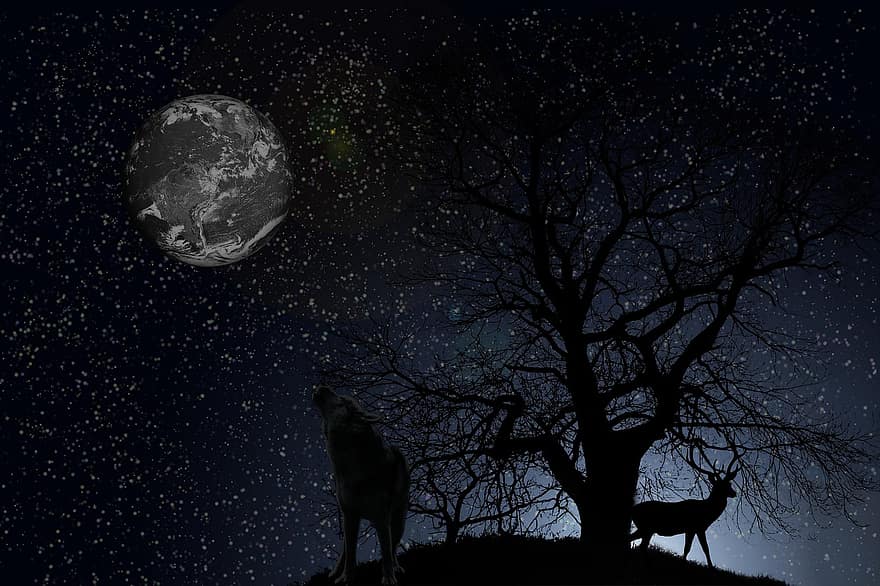 vlk, noc, měsíc, Příroda