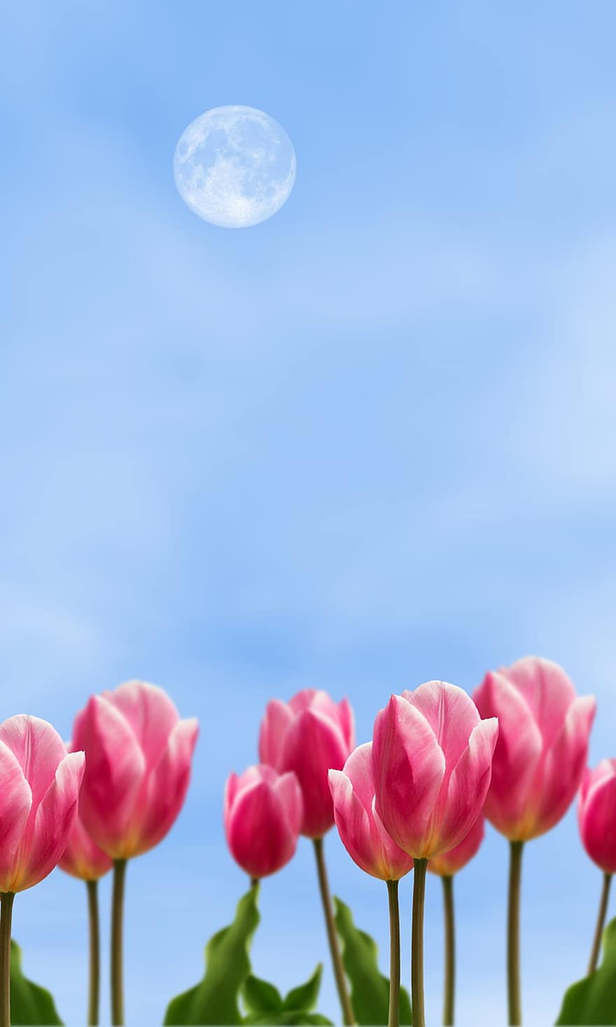 różowe tulipany, różowe kwiaty, Natura, krajobraz, tulipany, kwiaty, kwiat, lato, roślina, tulipan, niebieski