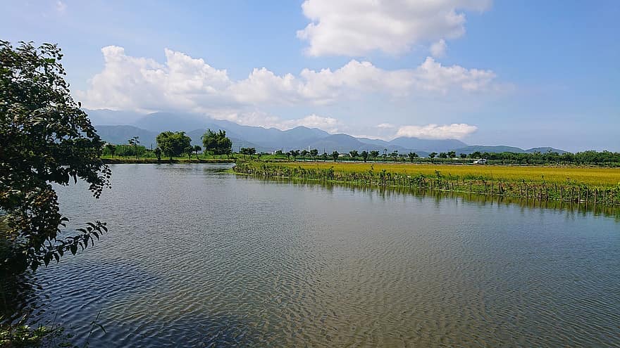 Оризово поле, река, облаци, на открито, природа
