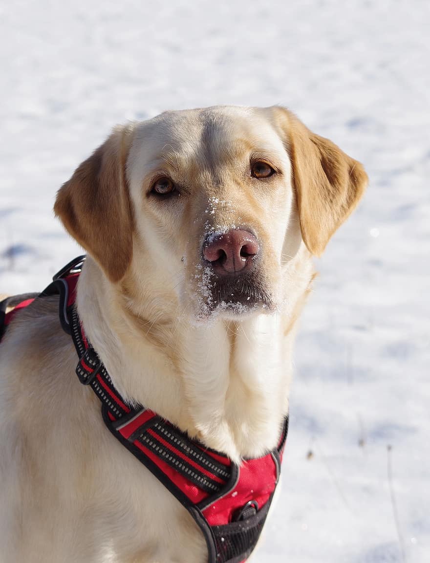 Labradorin noutaja, koira, lumi, lemmikki-, labradorinnoutaja, pää, kuono, eläin, kotimainen koira, koiran-, nisäkäs