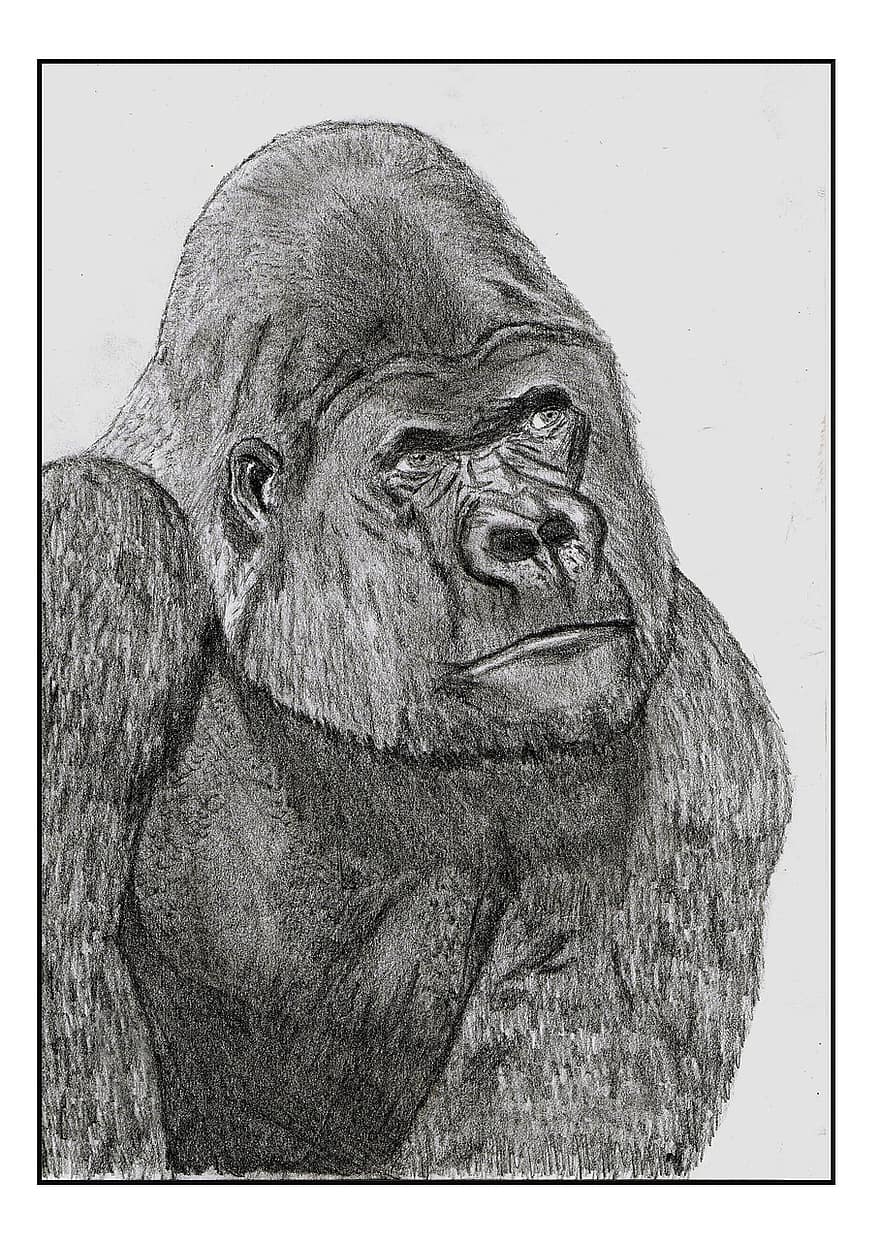 gorilla, dier, tekening, potlood