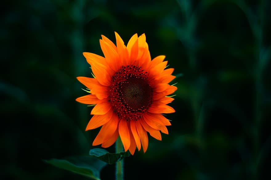 Sun Flower, Plant, Flower, Green, Yellow, Summer, Garden, Sunflower