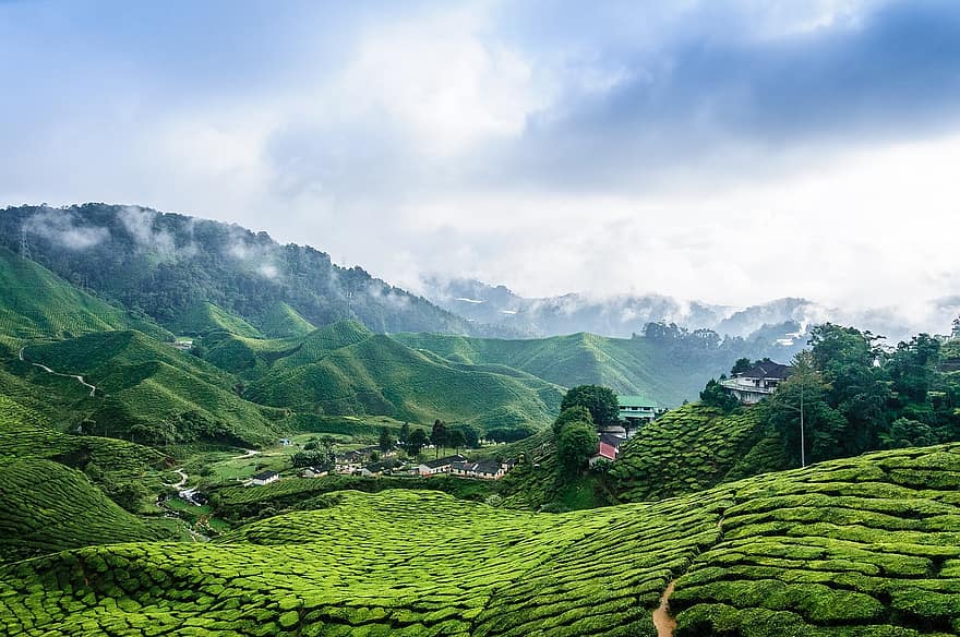 пейзаж, чай, холмы, небо, облака, гора, сельское хозяйство, ферма, сельская сцена, зеленого цвета, чайный урожай