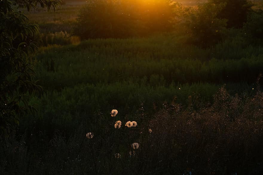 Dandelions, Sunset, Golden Hour, Flower, Plant, Nature