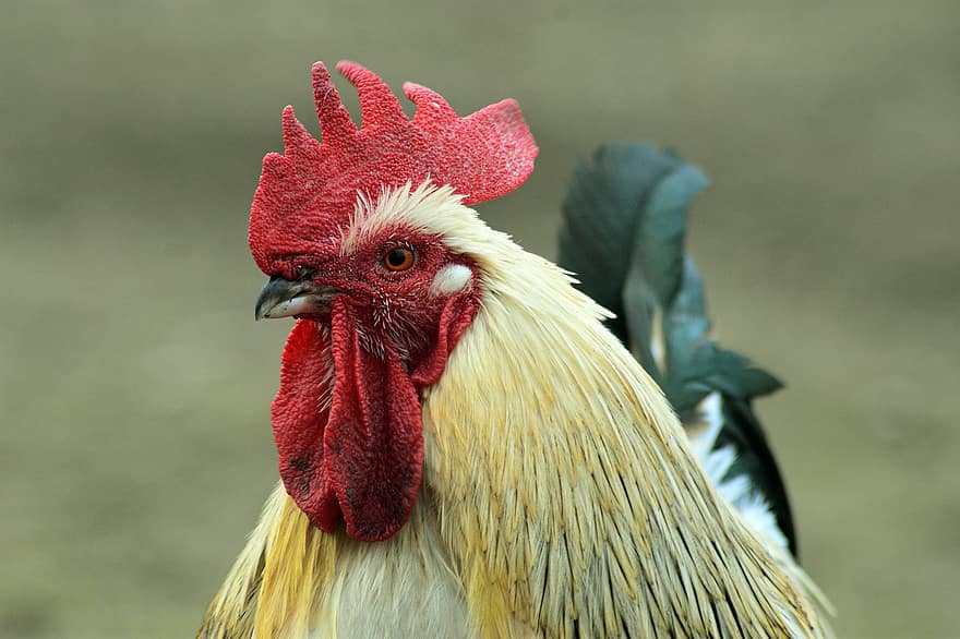 polla, masculino, pájaro, plumas, naturaleza, plumaje, agradable, rojo, blanco, ala