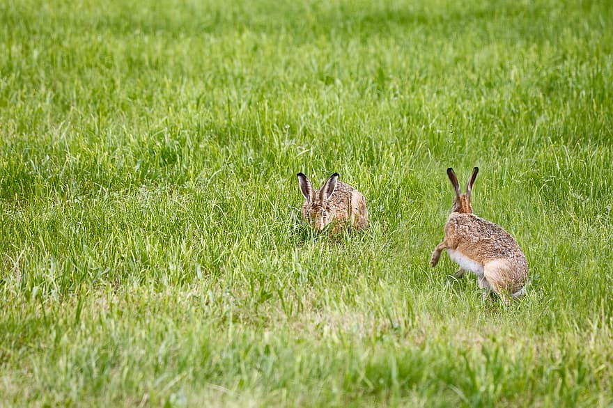 hare, kanin, fält, gräs, bete, brun, lång eared, däggdjur, natur, vild, gnagare