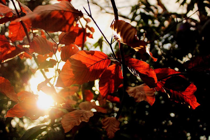 blade, efterår, solnedgang, afdeling, røde blade, sollys, træ, natur, baggrundsbelysning