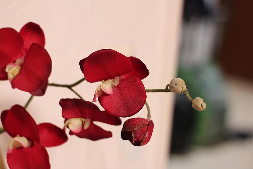 orquídeas de traça, orquídeas, flores, flores vermelhas, pétalas, botões, flor, plantar, decoração, dentro de casa