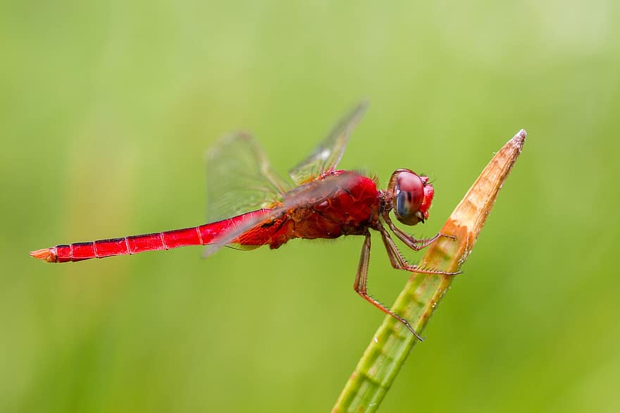 dragonfly, rød, insekt, Red Dragondly, Odonata, anisoptera, vinger, bevinget insekt, dragonfly vinger, entomologi, nærbilde