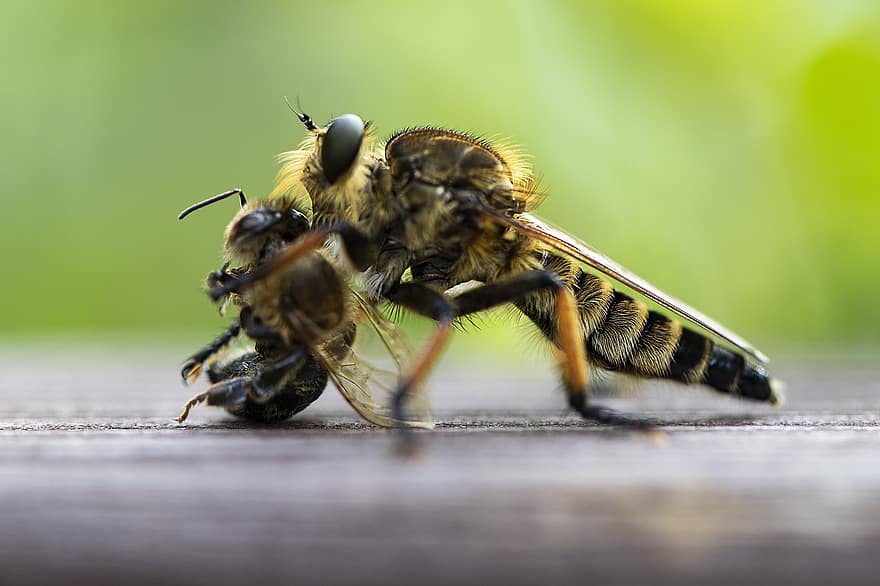 côn trùng, hoang dã, Thiên nhiên, vĩ mô, canh, con ong