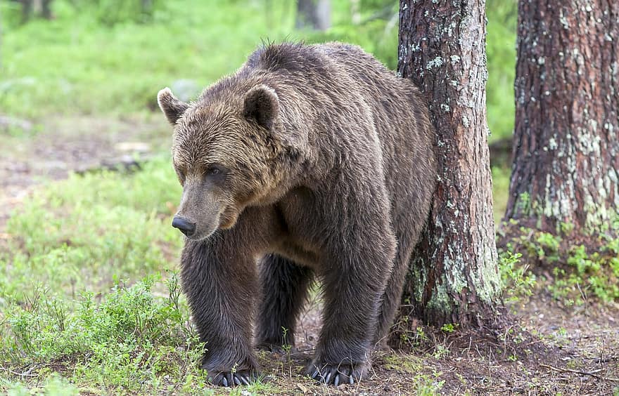 brunbjørn, Bjørn, dyr, rovdyret, farlig, pattedyr, natur, dyreliv, dyr i naturen, skog, stor