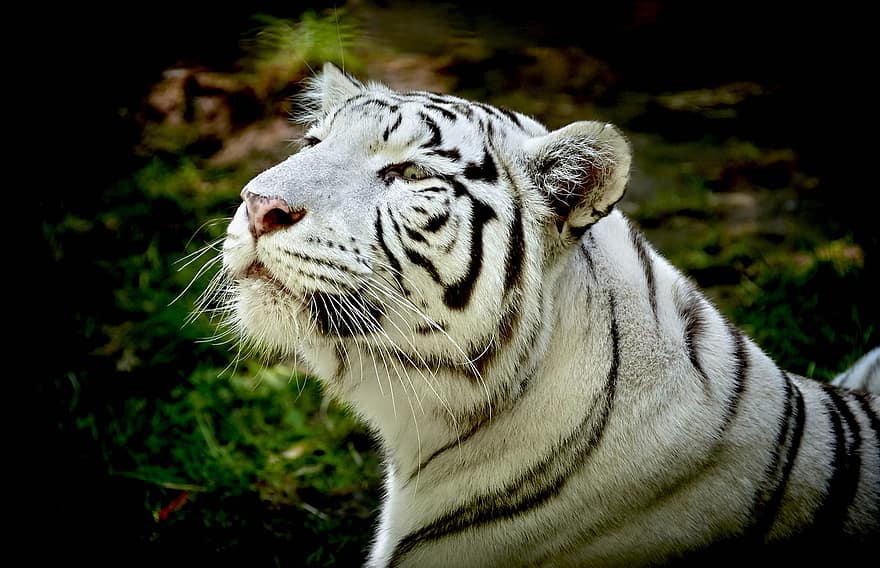 tigre blanc, animal, faune, tigre, mammifère, prédateur, gros chat, félin, animal sauvage, majestueux, région sauvage