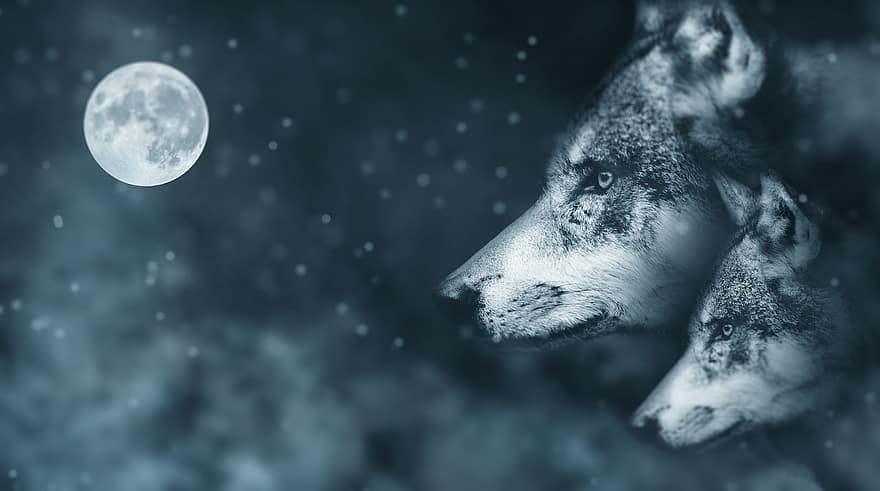 vlk, měsíc, noc, atmosféra, mystický, měsíční svit, úplněk, strašidelný, nebe, zvláštní, atmosférický