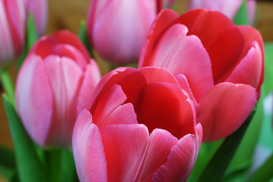 tulipaner, blomster, lyserøde blomster, kronblade, pink kronblade, flor, blomstre, flora, forår blomster, tæt på, tulipan