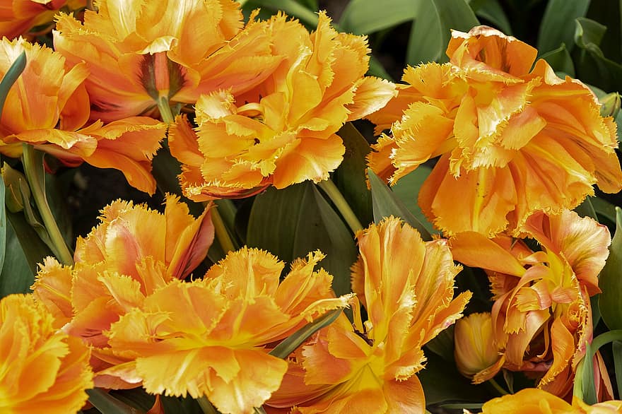 tulipán, virág, szirmok, virágokat, narancs, sárga, levél növényen, növény, közelkép, nyári, virágfej